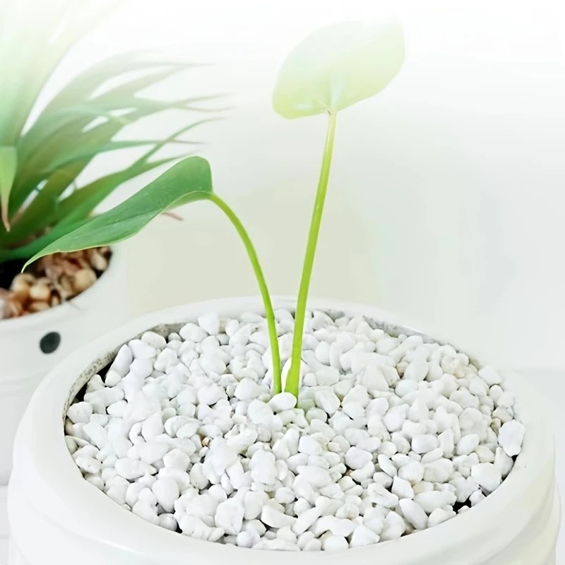 1L 高品質パーライト多肉植物蘭ユニバーサル植物底舗装装飾用 - Pet Beds のレビューと価格